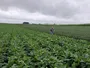 EPA дозволить використання дикамби на ГМО-культурах