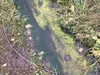 Мікропластик у водоймах: несподівані знахідки вчених