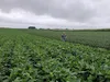 EPA дозволить використання дикамби на ГМО-культурах