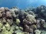 Океани перетнули критичну межу кислотності
