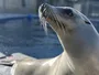Морська левиця перевершила людей у здатності тримати ритм