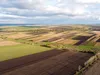 Сільське господарство — головна причина зникнення комах у світі