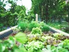 Вирощування їжі стає невід'ємною частиною мегаполісів