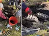 У Нью-Йорку подружжя знайшло щелепу мастодонта у власному дворі