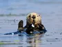 Несподіваний розквіт популяції морських видр