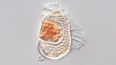 Зображення ZME Science