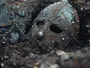 Таємниця рун Галловейського скарбу вікінгів розгадана