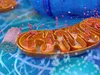 Структура білка CaMKII: ключ до моделювання механізмів пам'яті