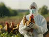 Пташиний грип H5N1 мутує швидше, ніж очікувалося — вакцини можуть бути неефективними