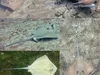 У водах Фіджі знайшли новий вид скатів-маскарів