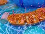 Структура білка CaMKII: ключ до моделювання механізмів пам'яті