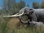 Вчені: прямобивневий слон міг би жити в сучасній Європі