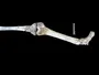 Нові скам’янілості Paranthropus robustus: предок людини