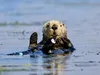 Несподіваний розквіт популяції морських видр