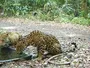 Штучні водойми рятують диких тварин у лісах Гватемали