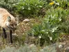 Лисиця у парку Гранд-Тетон викрадає взуття відвідувачів