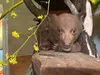 Працівники центру дикої природи носять ведмежі костюми для виховання осиротілого ведмежати