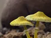 Гетеротрофи: як організми-споживачі формують екосистеми Землі