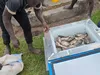 Холодильні боксі для фермерів Африки зменшать втрати продуктів