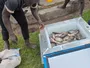 Холодильні боксі для фермерів Африки зменшать втрати продуктів