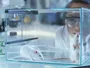 FDA планує відмовитися від тестування ліків на тваринах