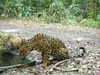 Штучні водойми рятують диких тварин у лісах Гватемали