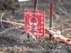 Щур-сапер встановив світовий рекорд з виявлення протипіхотних мін