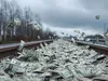 Високошвидкісна залізниця Каліфорнії порушила умови грантів на $4 млрд