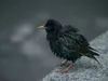 Куди зникають шпаки? Дослідження RSPB б'є на сполох
