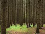 Студенти Колумбійського університету створили TreeTalks для молоді