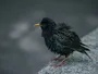 Куди зникають шпаки? Дослідження RSPB б'є на сполох