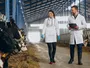 Як здоров’я тварин впливає на клімат і людей