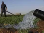 Марокко рятує сільське господарство опрісненням води через посуху