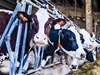 Сальмонела Дублін завдає мільйонних збитків молочним фермам