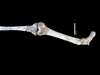Нові скам’янілості Paranthropus robustus: предок людини
