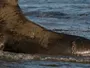 Вчені рятують морських слонів Каліфорнії від пташиного грипу