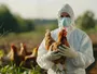 Пташиний грип H5N1 мутує швидше, ніж очікувалося — вакцини можуть бути неефективними